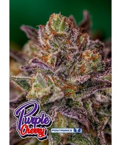 Purple Cherry fem. Positronics Seeds