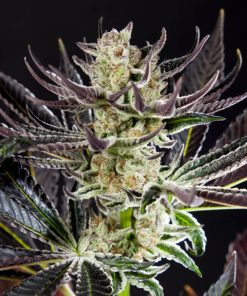 Purple Punch x Do-Si-Dos fem. Philosopher
