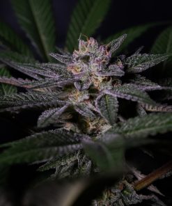 Rainbow Flakes fem. Positronics Seeds