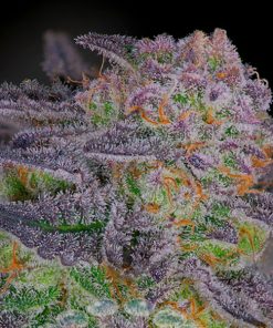 Sherbanger #22  –  4 u. fem Sacred Terps