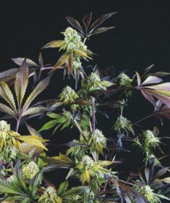 Sunset Sherbet fem. Pyramid Seeds