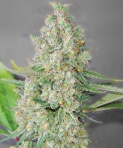 Super Skunk 5u. G13 Labs