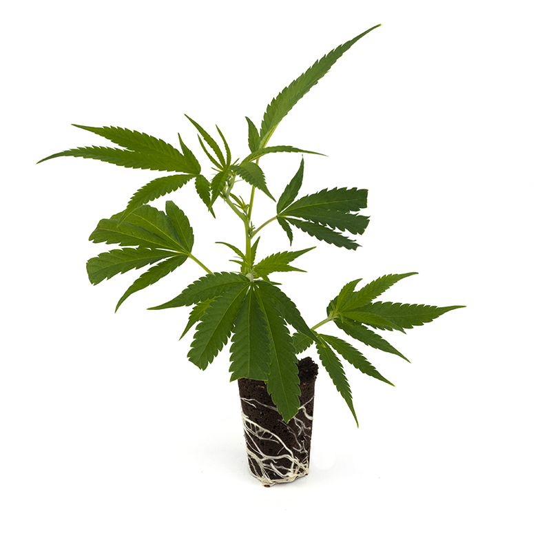 White Widow | Dutch Passion | Classic Strains Clone - immagine 2