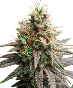 Tiramisu  3 u. fem. Original Sensible