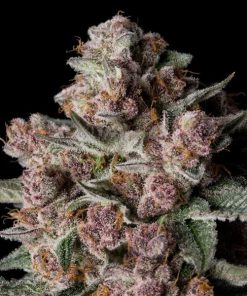 Tropical Jam 10 ud Silent Seeds