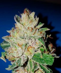 Violet Kush fem. Garden of Green Seeds