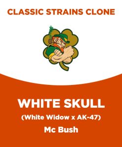 White Skull | Mc Bush | Classic Strains Clone