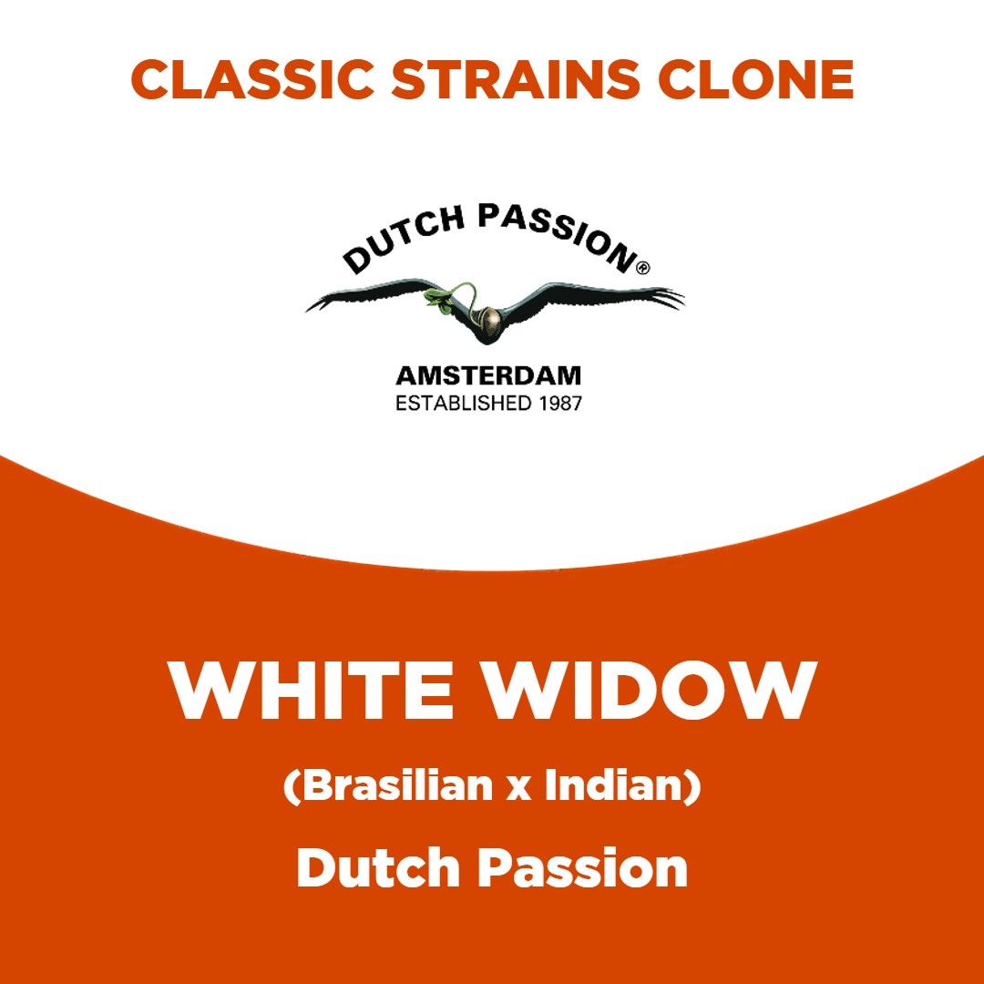 White Widow | Dutch Passion | Classic Strains Clone
