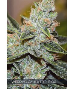 Wedding Cake X Triple OG 3+1 u. fem. Vision Seeds