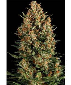 Wembley fem. Pyramid Seeds