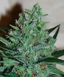 White Lavender 5u. G13 Labs