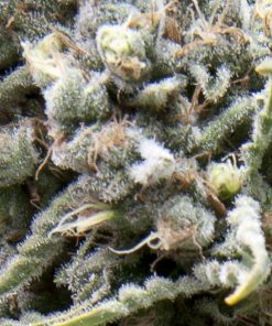 White Widow CBD fem. Pyramid Seeds