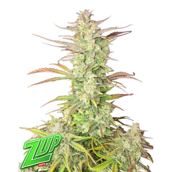 Z-Up Auto 3 u. fem. FastBuds Seeds