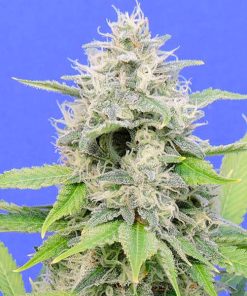 Zkittlzy Gorilla fem. Original Sensible